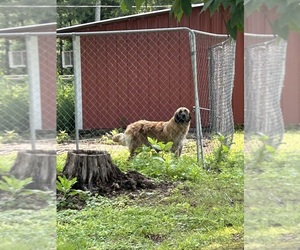 Mother of the Anatolian Shepherd puppies born on 05/05/2025