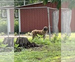 Small Photo #1 Anatolian Shepherd Puppy For Sale in BOAZ, AL, USA