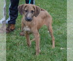 Small #3 Coonhound Mix