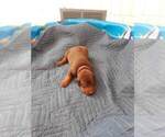 Small Photo #10 Doberman Pinscher Puppy For Sale in GOLDSBORO, NC, USA