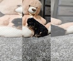Puppy Autumn Cavapoo