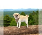 Small Photo #1 Pug Puppy For Sale in MANGHAM, LA, USA