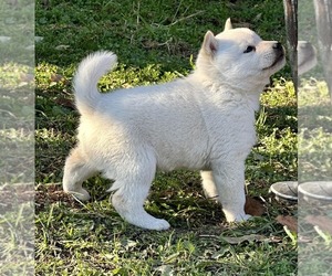 Ainu Dog Puppy for Sale in Fegyvernek, Jasz-Nagykun-Szolnok Hungary