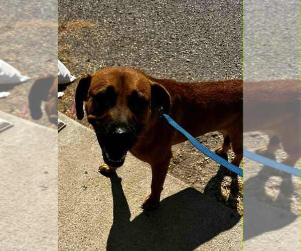 Medium Photo #3 Mutt Puppy For Sale in Evansville, IN, USA
