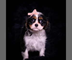 Cavalier King Charles Spaniel Puppy for sale in WARSAW, IN, USA
