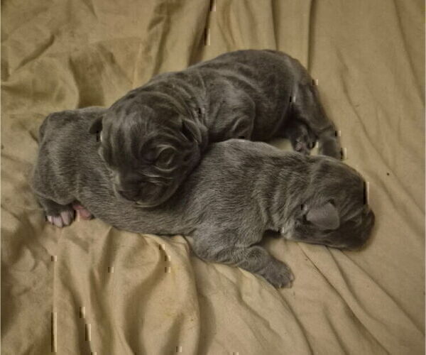 Medium Photo #2 Cane Corso Puppy For Sale in COLUMBIA, SC, USA