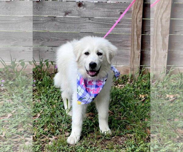 Medium Photo #7 Great Pyrenees Puppy For Sale in Spring, TX, USA
