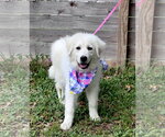 Small #6 Great Pyrenees