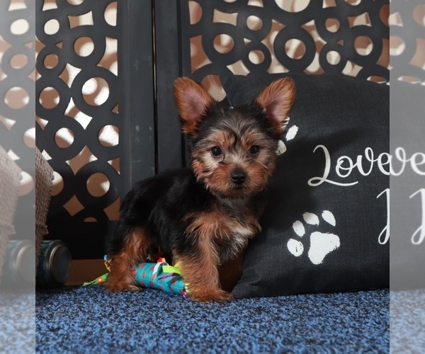 Medium Photo #1 Yorkshire Terrier Puppy For Sale in MOUNT VERNON, OH, USA