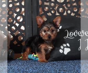 Yorkshire Terrier Puppy for sale in MOUNT VERNON, OH, USA