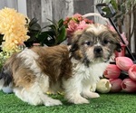 Small #4 Shih Tzu