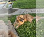 Small #1 Golden Retriever