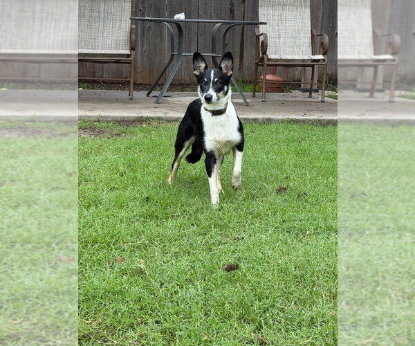 Medium Photo #2 Border Collie Puppy For Sale in Great Bend, KS, USA