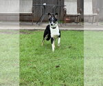 Small #1 Border Collie