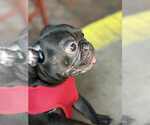 Small #3 French Bulldog
