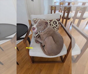 PEARL - Female Staffordshire Bull Terrier-Unknown Mix Dog for Adoption - Photo #8