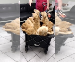 Golden Retriever Puppy for Sale in HOMELAND, California USA