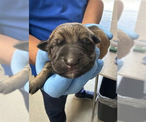 German Shepherd Dog Dogs for adoption in San Bernardino, CA, USA