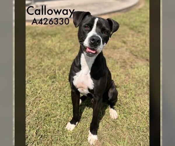 Medium Photo #2 Boxer-Unknown Mix Puppy For Sale in Conroe, TX, USA