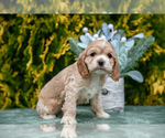 Puppy Emily Cocker Spaniel