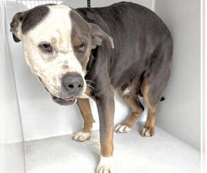 Mutt Dogs for adoption in Houston, TX, USA