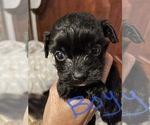Small Photo #4 Tibetan Terrier-Yorkshire Terrier Mix Puppy For Sale in JACKSONVILLE, FL, USA