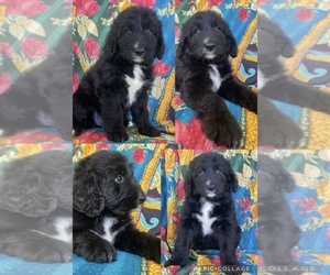 Medium Bernedoodle