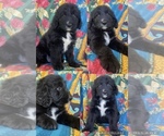 Puppy Flossie Bernedoodle