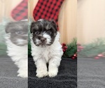 Small #2 Havanese