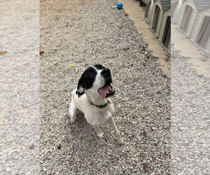 Great Dane-Pointer Mix Dogs for adoption in York, SC, USA