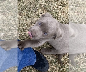 Labrador Retriever Puppy for Sale in BOALSBURG, Pennsylvania USA