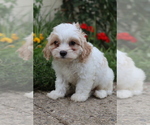 Small Cavapoo