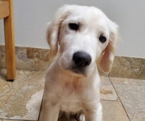 Golden Retriever Puppy for sale in DECKER PR, TX, USA