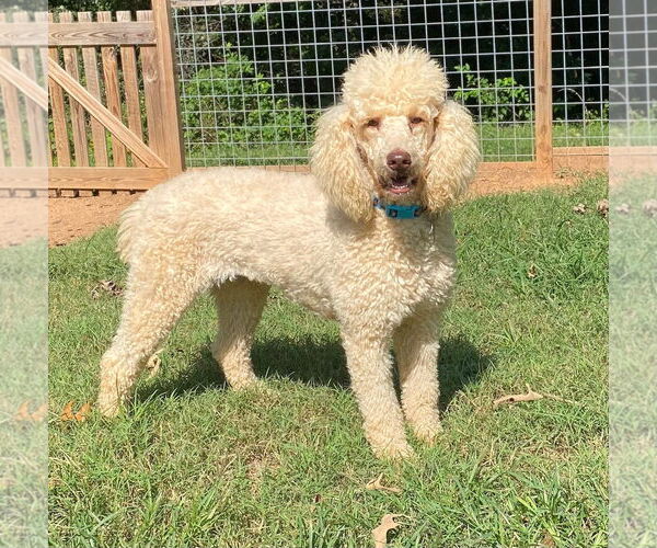 Medium Photo #4 Poodle (Standard) Puppy For Sale in Pacolet, SC, USA