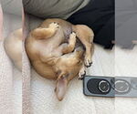 Small #3 Dachshund Mix