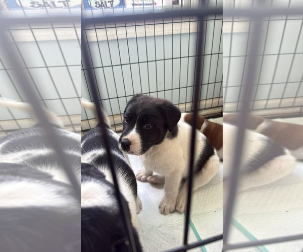 Medium Photo #2 Aussiedor Puppy For Sale in Columbus, IN, USA