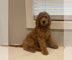 Goldendoodle Puppy for sale in CLARKSVILLE, TN, USA