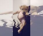 Puppy 4 American Pit Bull Terrier-Olde English Bulldogge Mix