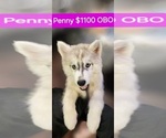 Puppy Two  Penny Siberian Husky