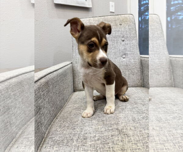 Medium Photo #1 Mutt Puppy For Sale in The Woodlands, TX, USA