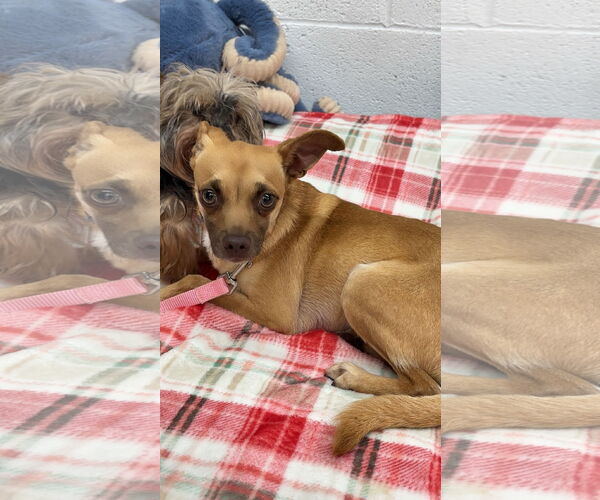 Medium Photo #1 Chiweenie Puppy For Sale in York, SC, USA