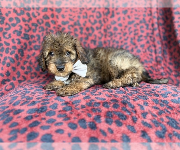 Medium Photo #5 Aussiedoodle Miniature  Puppy For Sale in LAKELAND, FL, USA