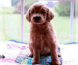 Goldendoodle Puppy for sale in FAIR GROVE, MO, USA