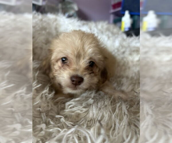 Medium Photo #2 Brussels Griffon-Poodle (Miniature) Mix Puppy For Sale in San Diego , CA, USA