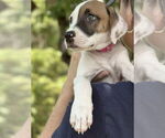 Small #1 American Pit Bull Terrier Mix