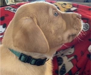 Labrador Retriever Puppy for sale in SPOTSYLVANIA, VA, USA