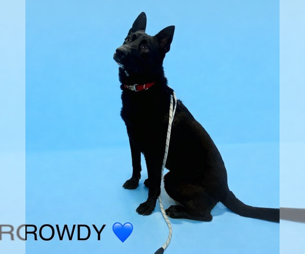 Medium Photo #2 Mutt Puppy For Sale in Rockaway, NJ, USA