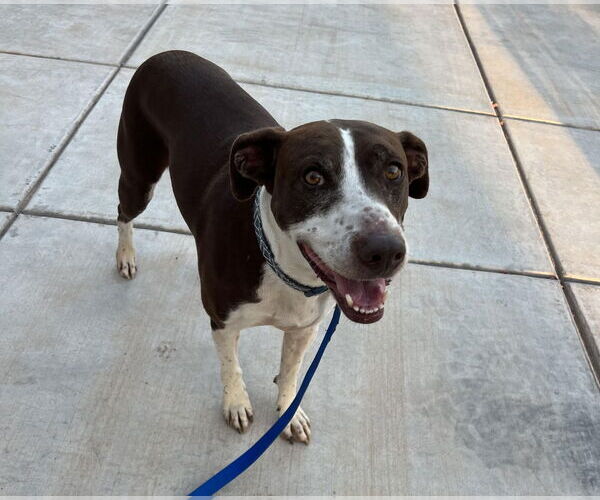 Medium Photo #4 German Shorthaired Pointer-Unknown Mix Puppy For Sale in San Diego, CA, USA