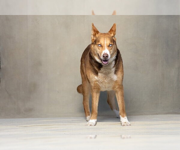 Medium Photo #1 Siberian Husky-Texas Heeler Mix Puppy For Sale in Jackson, CA, USA