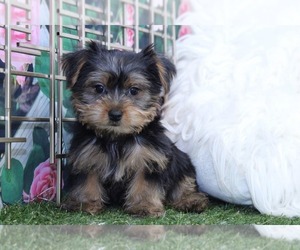 Yorkshire Terrier Puppy for sale in MARIETTA, GA, USA